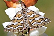 Four-banded Carpet Moth (Melitulias discophora)
